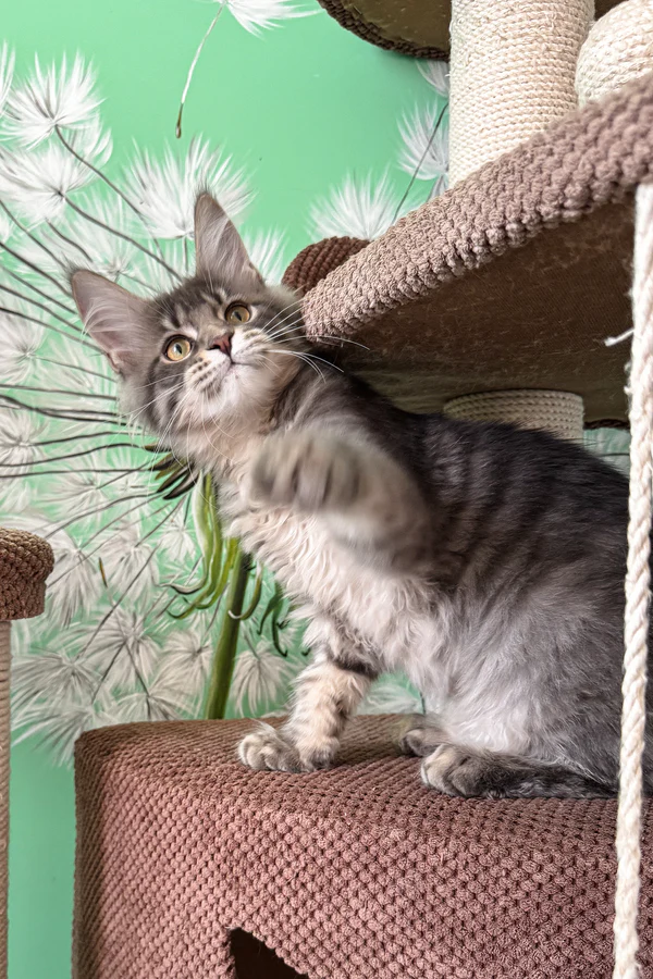 Maine Coon Rescue West Valley City, UT
