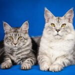 photo credit :- https://www.pickpik.com/maine-coon-kittens-cute-pets-mainkan-pet-63198