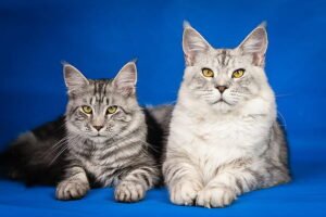 photo credit :- https://www.pickpik.com/maine-coon-kittens-cute-pets-mainkan-pet-63198