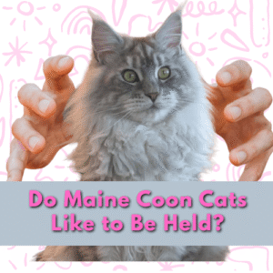 Do Maine Coon Cats Like to Be Held, Do maine coon cats like to be held at night