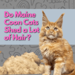 Do Maine Coon Cats Shed a Lot of Hair
