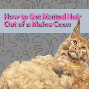 How to Get Matted Hair Out of a Maine Coon