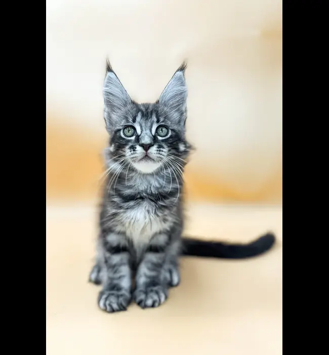 Maine Coon Rescue Grand Island, NE