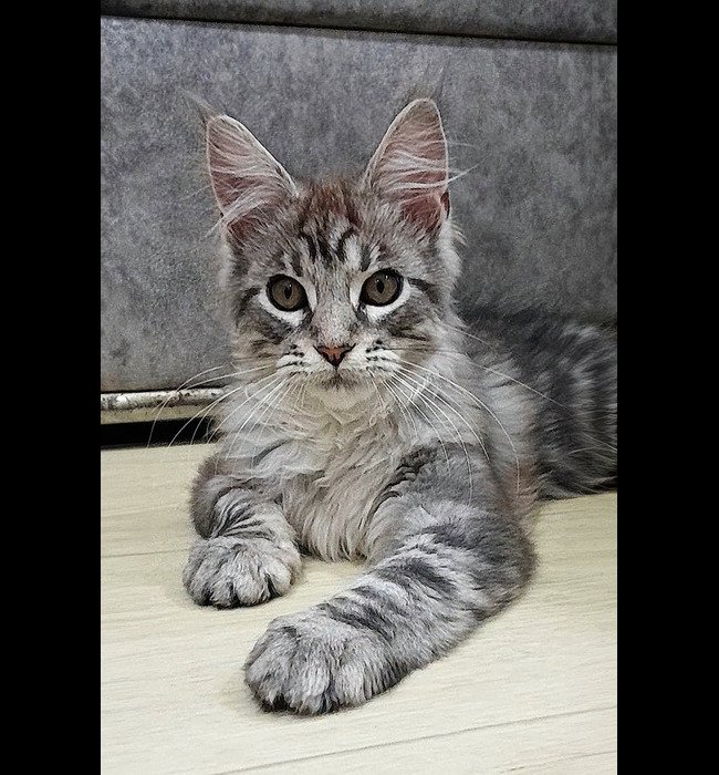Adoptable Maine Coon Rescue Grand Island, NE