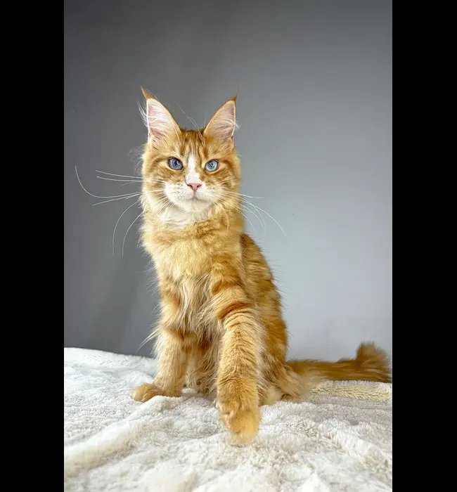 Adopt-a-Maine-Coon-Rescue-Norfolk-Nebraska