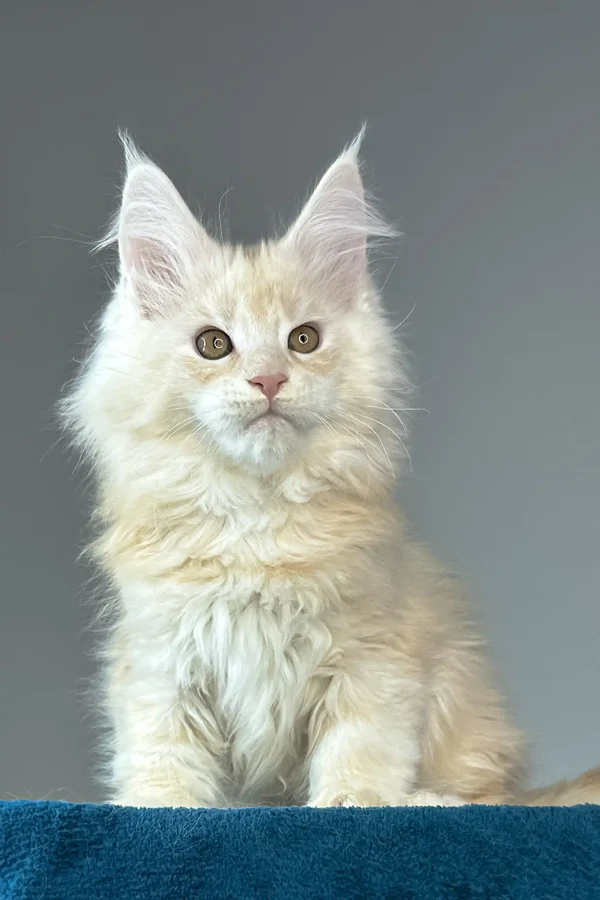 Adoptable Maine Coon Rescue Provo, UT