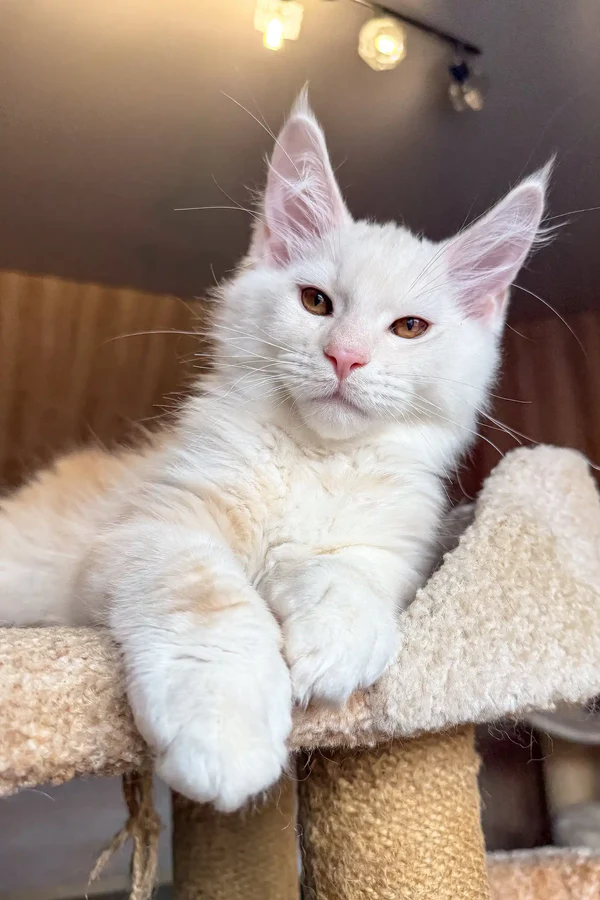 Maine Coon Rescue Taylorsville, UT, Adopt a maine coon rescue in tylorsville