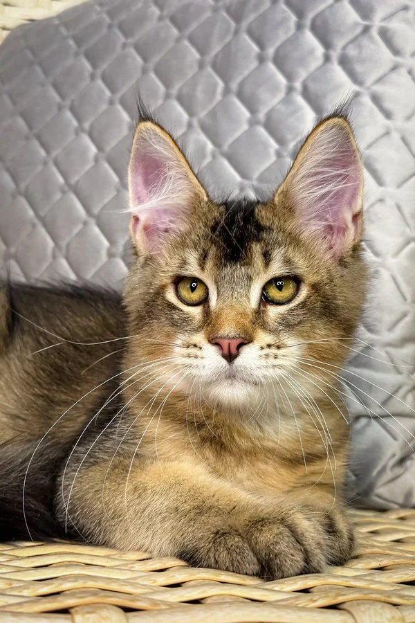 Adoptable Maine Coon Cat Rescue West Valley City, UT