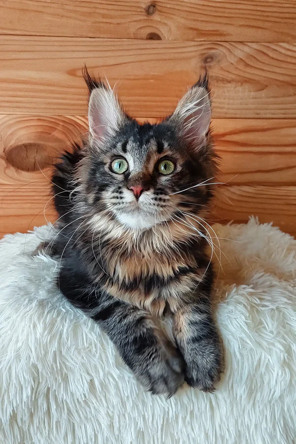 Maine Coon Rescue West Jordan, Utah