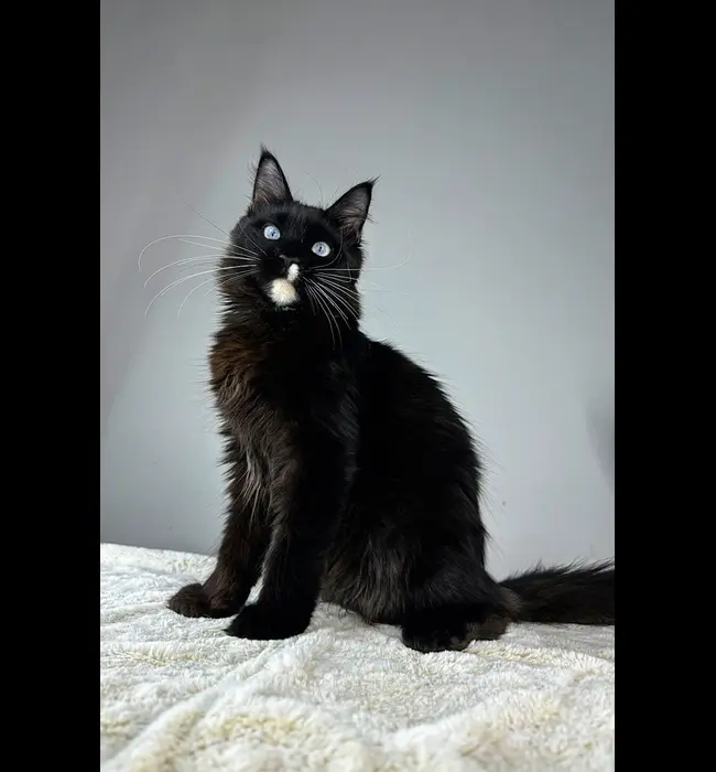 Adopt a Maine Coon Rescue cat Columbus, NE