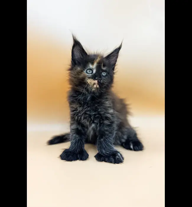 Maine Coon Rescue Norfolk, NE