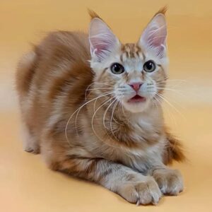 maine-coon-rescue-in-colorado