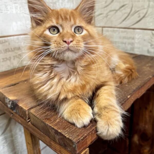 maine-coon-rescue-in-connecticut