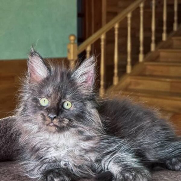 maine-coon-rescue-in-idaho