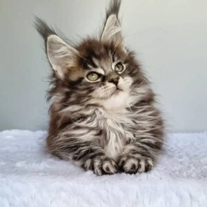 maine-coon-rescue-in-illinois