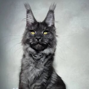 maine-coon-rescue-in-iowa