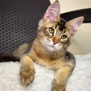 maine-coon-rescue-in-kansas