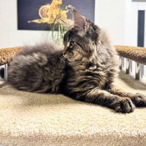 maine-coon-rescue-in-maine