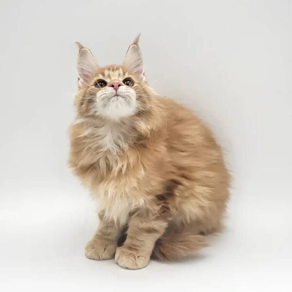 maine-coon-rescue-in-maryland