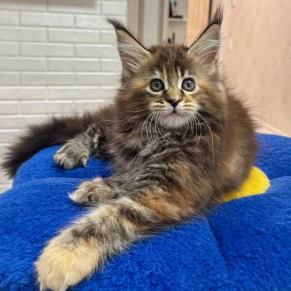 maine-coon-rescue-in-michigan