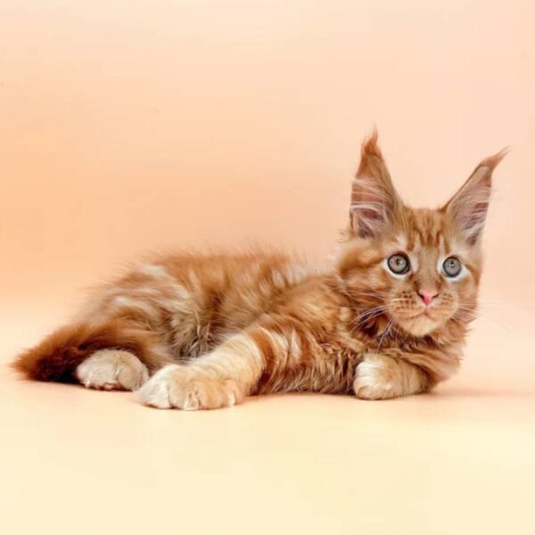 maine-coon-rescue-in-minnesota