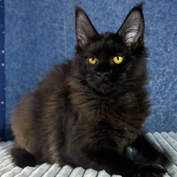 maine-coon-rescue-in-mississippi