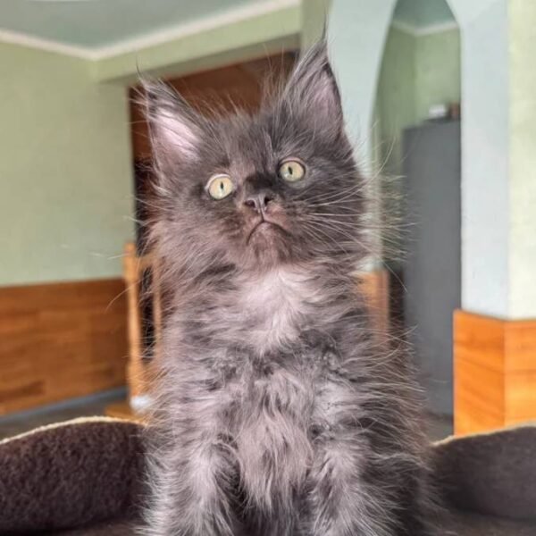 maine-coon-rescue-in-new-hampshire