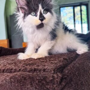 maine-coon-rescue-in-new-jersey