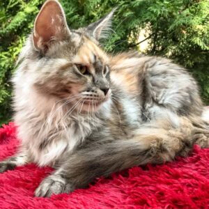 maine-coon-rescue-in-new-mexico