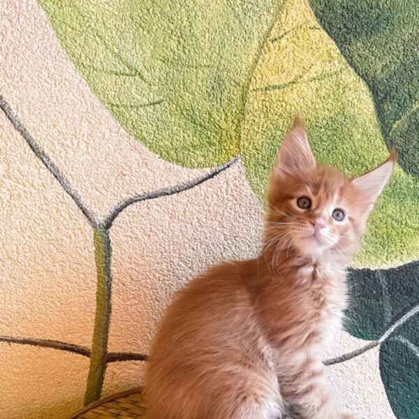 maine-coon-rescue-in-new-york