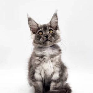 maine-coon-rescue-in-north-carolina