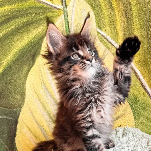 maine-coon-rescue-in-north-dakota