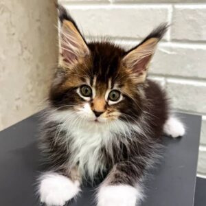 maine-coon-rescue-in-ohio