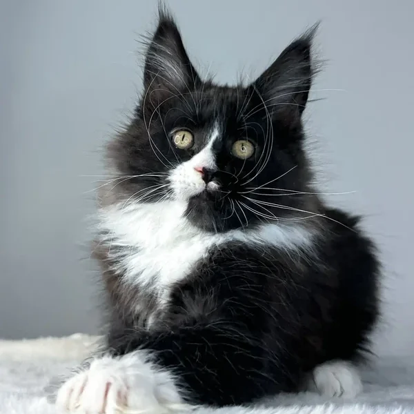 Maine Coon Kittens For Sale Arizona