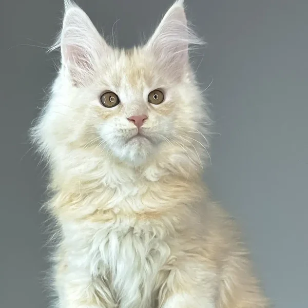 Maine Coon Kittens For Sale Colorado