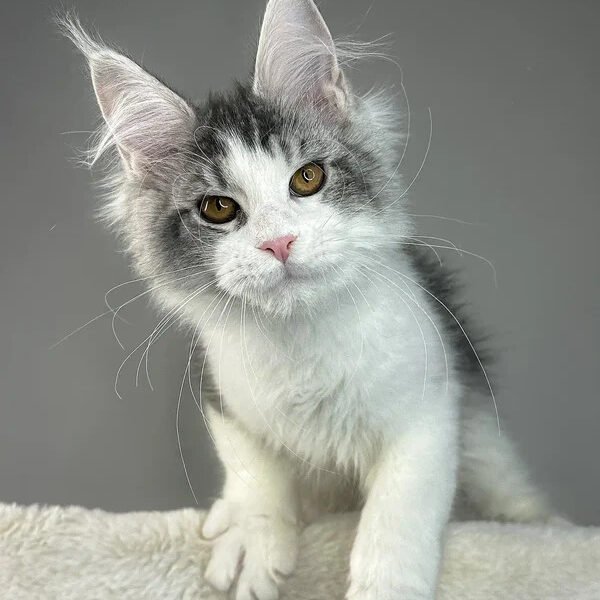 Maine Coon Kittens For Sale Florida