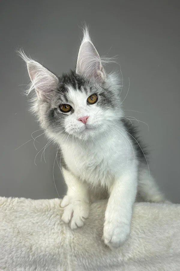 Maine Coon Kittens For Sale Florida