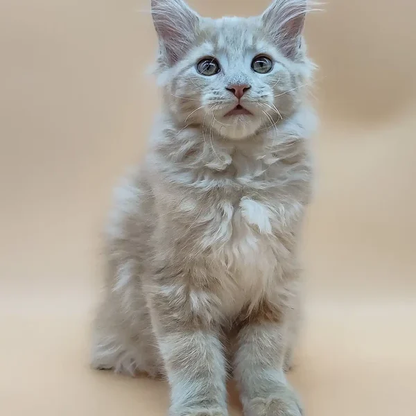 Maine Coon Kittens For Sale Georgia