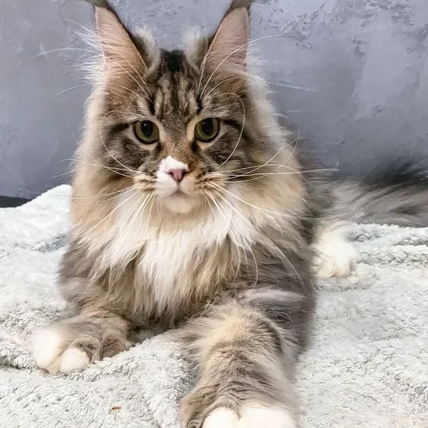 Maine Coon Kittens For Sale Hawaii