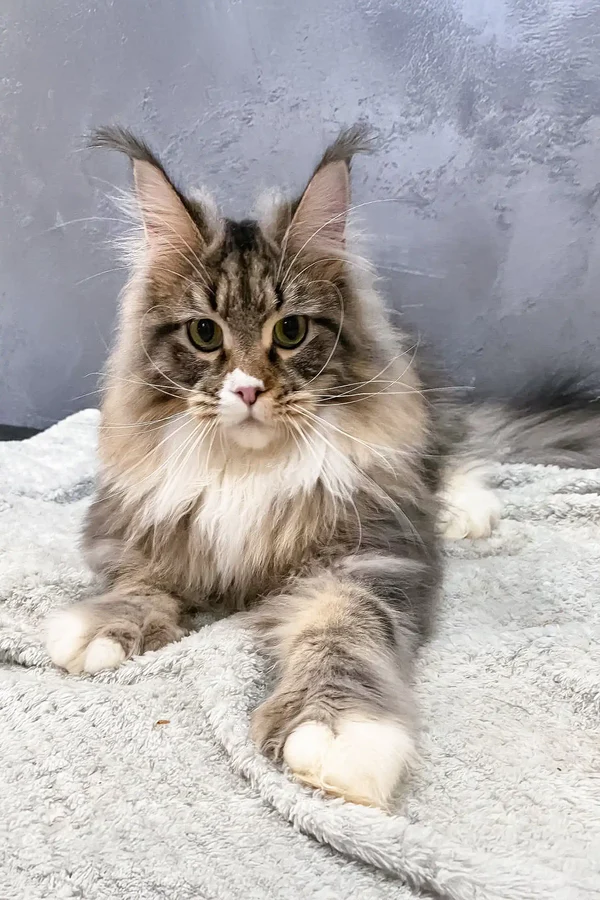 Maine Coon Kittens For Sale Hawaii