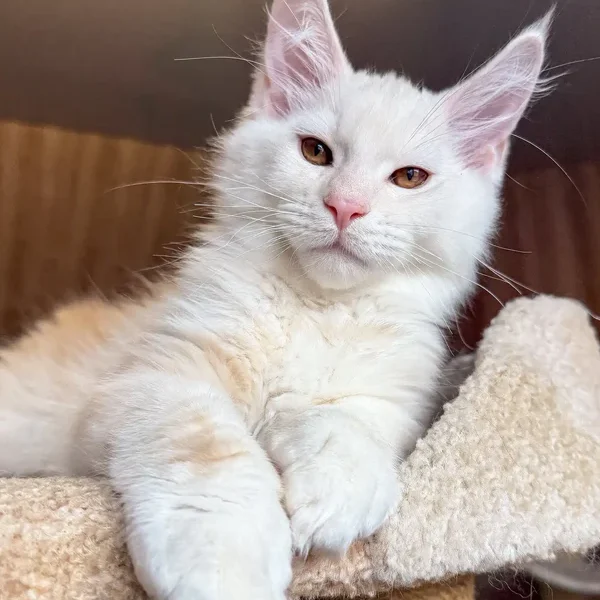 Maine Coon Kittens For Sale Illinois