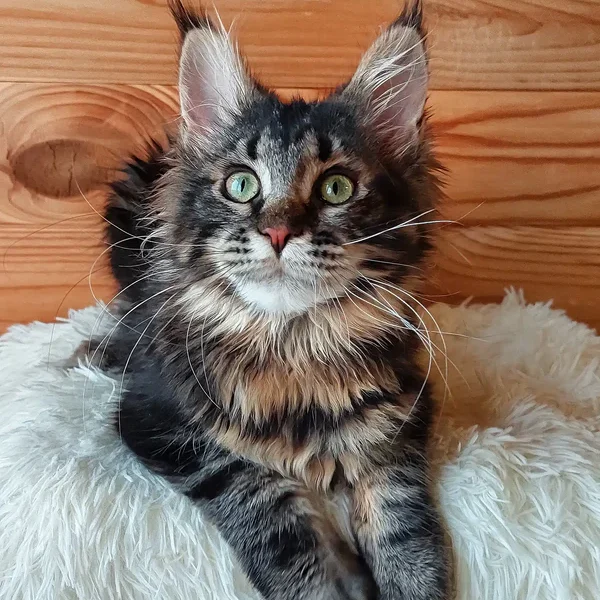 Maine Coon Kittens For Sale Maryland