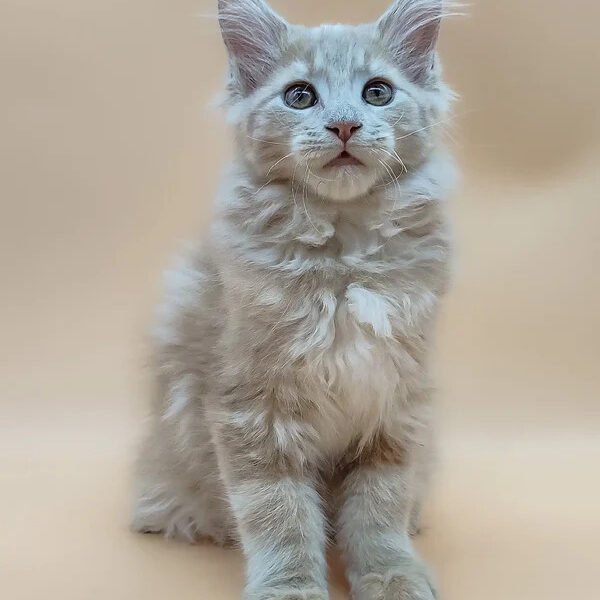 Maine Coon Kittens For Sale Minnesota