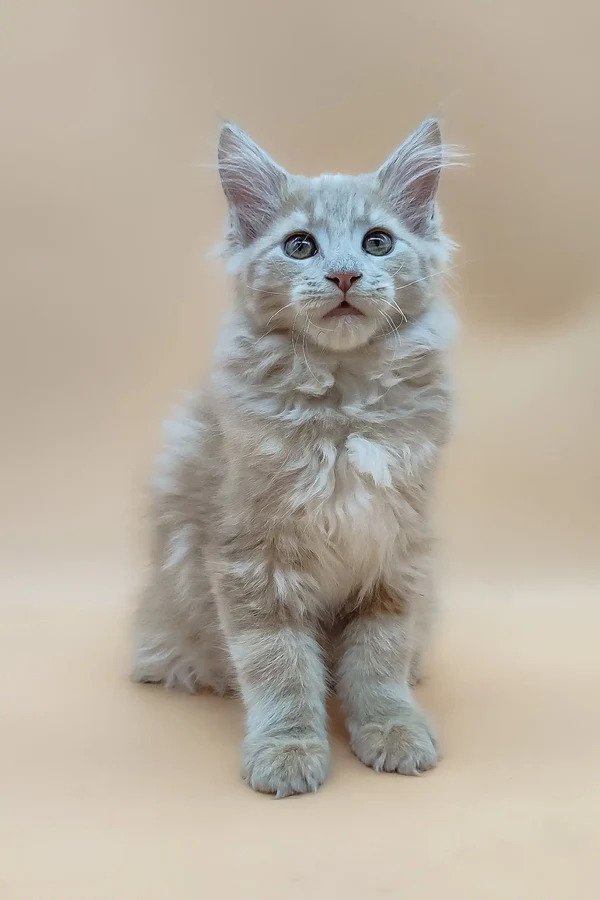 Maine Coon Kittens For Sale Minnesota