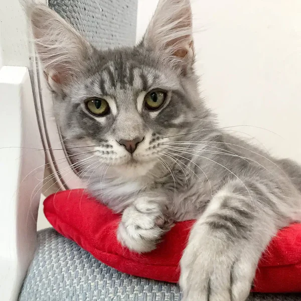 Maine Coon Kittens For Sale Mississippi