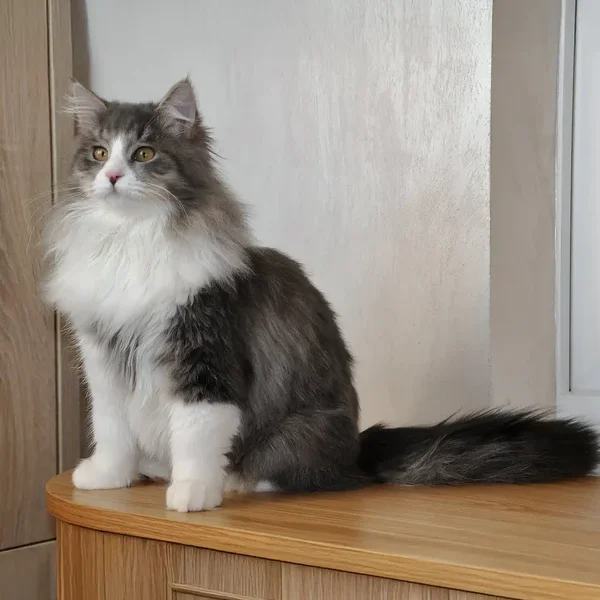 Maine Coon Kittens For Sale Missouri