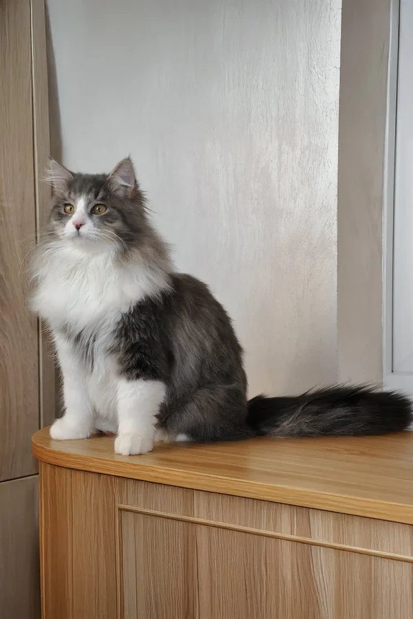 Maine Coon Kittens For Sale Missouri