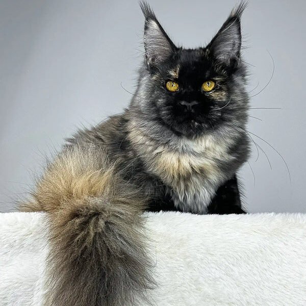 Maine Coon Kittens For Sale Nevada