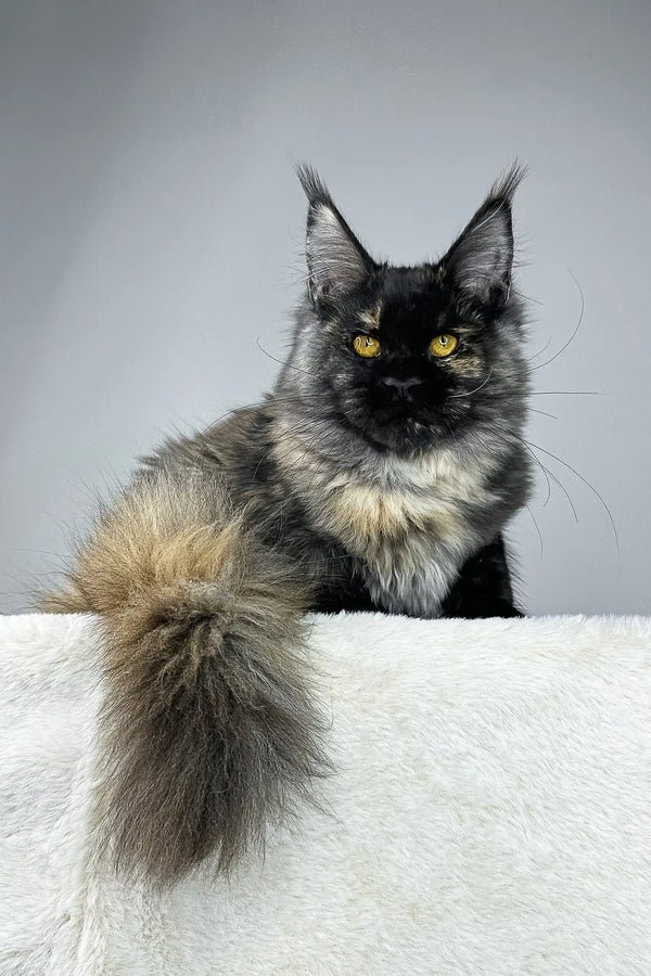 Maine Coon Kittens For Sale Nevada