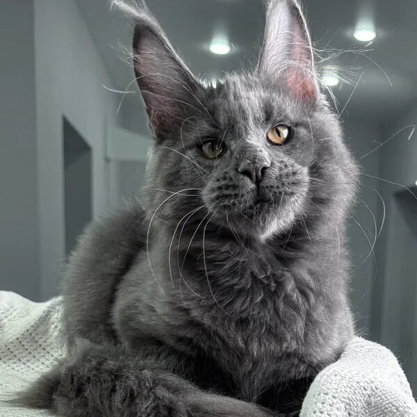 Maine Coon Kittens For Sale New Hampshire